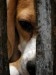 Beagle3.jpg